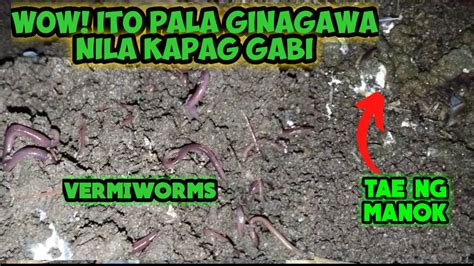 tae ng manok in english|tae in English .